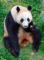 (SichuanMosaics)CHINA-SICHUAN-CHENGDU-GIANT PANDA-FU BAO (CN)