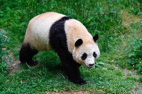 (SichuanMosaics)CHINA-SICHUAN-CHENGDU-GIANT PANDA-FU BAO (CN)