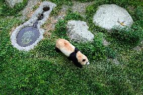 (SichuanMosaics)CHINA-SICHUAN-CHENGDU-GIANT PANDA-FU BAO (CN)