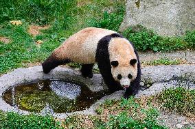 (SichuanMosaics)CHINA-SICHUAN-CHENGDU-GIANT PANDA-FU BAO (CN)