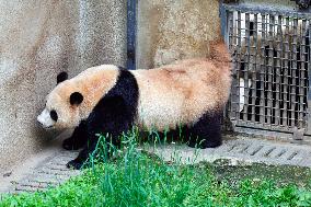 (SichuanMosaics)CHINA-SICHUAN-CHENGDU-GIANT PANDA-FU BAO (CN)