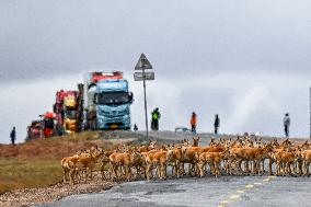 CHINA-QINGHAI-TIBETAN ANTELOPES-MIGRATION (CN)