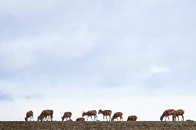 CHINA-QINGHAI-TIBETAN ANTELOPES-MIGRATION (CN)