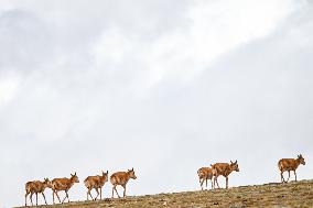 CHINA-QINGHAI-TIBETAN ANTELOPES-MIGRATION (CN)