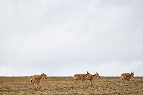 CHINA-QINGHAI-TIBETAN ANTELOPES-MIGRATION (CN)