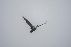 Wildlife At The Oxbow Nature Conservancy