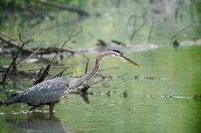 Wildlife At The Oxbow Nature Conservancy