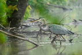 Wildlife At The Oxbow Nature Conservancy