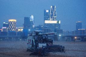 Wheat Harvest in Hangzhou