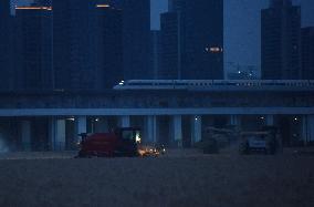 Wheat Harvest in Hangzhou