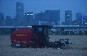 Wheat Harvest in Hangzhou