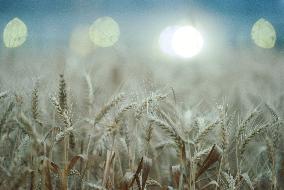 Wheat Harvest in Hangzhou