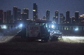 Wheat Harvest in Hangzhou