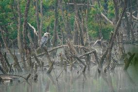 Wildlife At The Oxbow Nature Conservancy