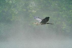 Wildlife At The Oxbow Nature Conservancy