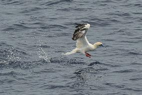 (HainanOutlook)CHINA-ECO-RED-FOOTED BOOBY (CN)