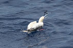 (HainanOutlook)CHINA-ECO-RED-FOOTED BOOBY (CN)