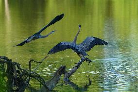 Wildlife At The Oxbow Nature Conservancy