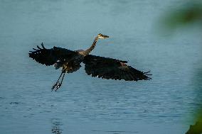 Wildlife At The Oxbow Nature Conservancy