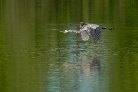 Wildlife At The Oxbow Nature Conservancy