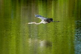 Wildlife At The Oxbow Nature Conservancy