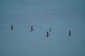 Wildlife At The Oxbow Nature Conservancy