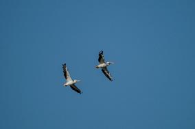 Wildlife At The Oxbow Nature Conservancy