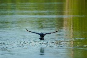 Wildlife At The Oxbow Nature Conservancy