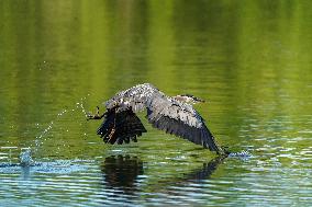 Wildlife At The Oxbow Nature Conservancy