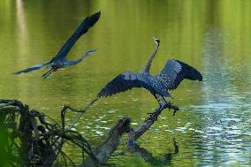 Wildlife At The Oxbow Nature Conservancy