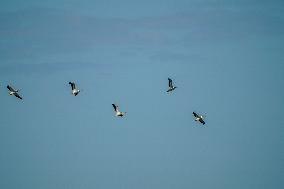 Wildlife At The Oxbow Nature Conservancy