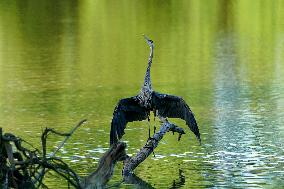 Wildlife At The Oxbow Nature Conservancy