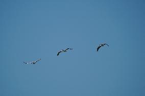 Wildlife At The Oxbow Nature Conservancy