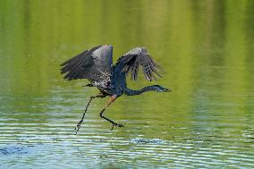 Wildlife At The Oxbow Nature Conservancy