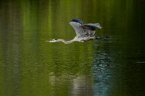 Wildlife At The Oxbow Nature Conservancy