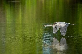 Wildlife At The Oxbow Nature Conservancy