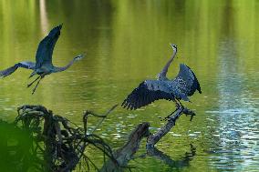 Wildlife At The Oxbow Nature Conservancy