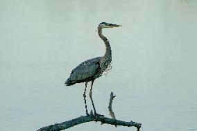 Wildlife At The Oxbow Nature Conservancy