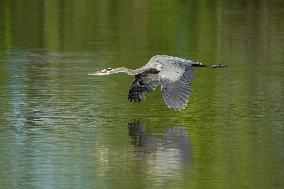 Wildlife At The Oxbow Nature Conservancy