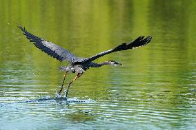 Wildlife At The Oxbow Nature Conservancy