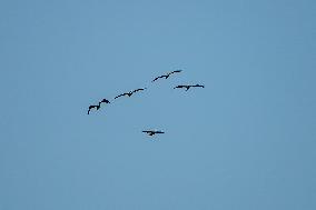 Wildlife At The Oxbow Nature Conservancy