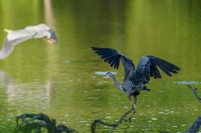 Wildlife At The Oxbow Nature Conservancy