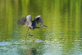 Wildlife At The Oxbow Nature Conservancy