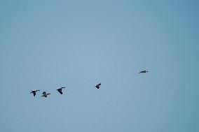 Wildlife At The Oxbow Nature Conservancy