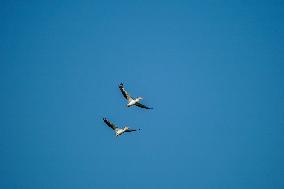 Wildlife At The Oxbow Nature Conservancy