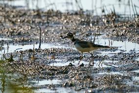 Wildlife At The Oxbow Nature Conservancy