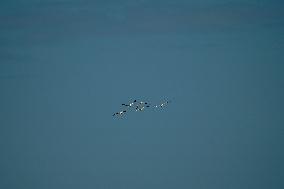 Wildlife At The Oxbow Nature Conservancy