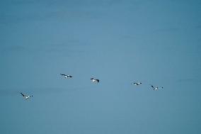 Wildlife At The Oxbow Nature Conservancy