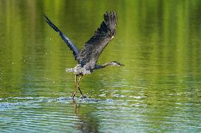 Wildlife At The Oxbow Nature Conservancy