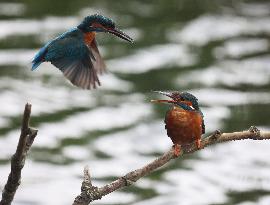 Rainham Marshes Nature Reserve